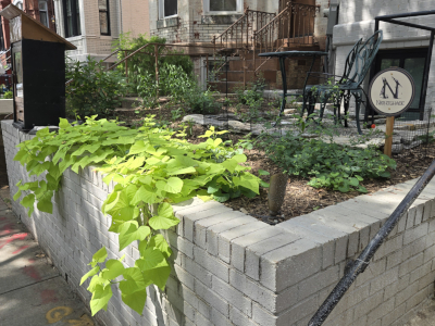 Annuals shine while the perennials are still filling in