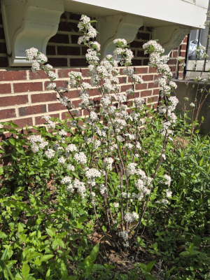Eye-catching Aronia (Aronia arbutifolia)