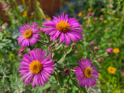 New England Aster (Symphyotrichum novae-angliae)