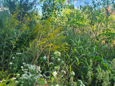 A wild section of a larger property