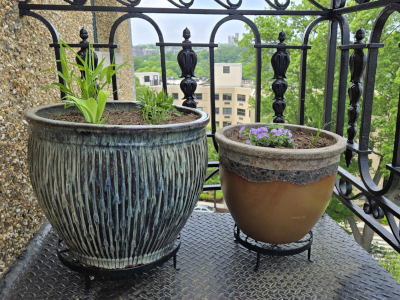 Natives on a balcony garden, overlooking a local landmark; Part 1