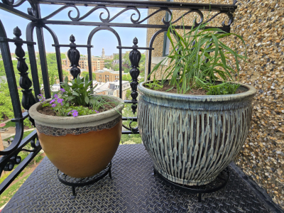 Natives on a balcony garden, overlooking a local landmark; Part 2