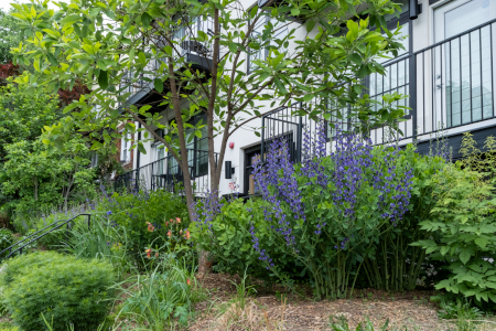 Baptisia in bloom