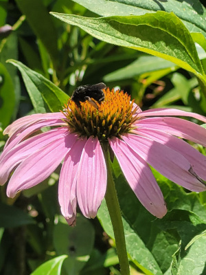 Bee on Echinacea