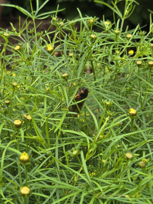 A cicada finds shelter in the Threadleaf Coreopsis (Coreopsis verticillata)