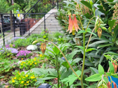 Red Columbine (Aquilegia canadensis)