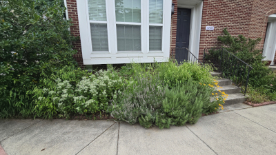 Dense Townhome garden