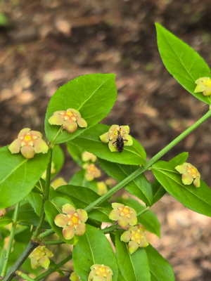 Euonymus americanus
