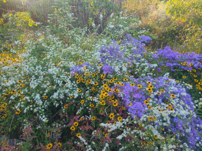 Fall meadow