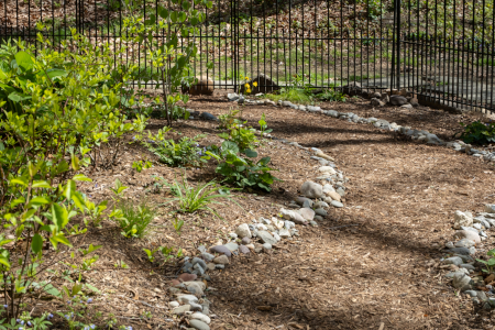 Forest Path garden