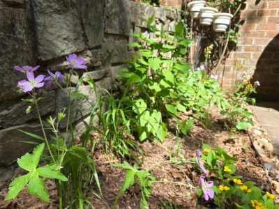 Geranium in the landscape