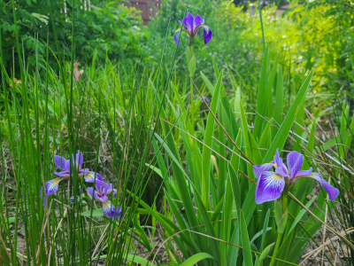 Lilies in spring