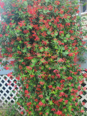 Coral honeysuckle (Lonicera sempervirens) - dear god!