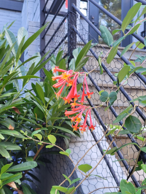 Coral honeysuckle (Lonicera sempervirens) - so cute!