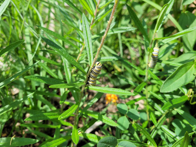 Monarch caterpillar (Danaus plexippus)