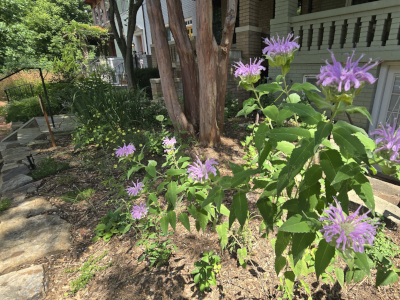 Bee Balm (Monarda fistulosa) taking center stage in a newly installed garden