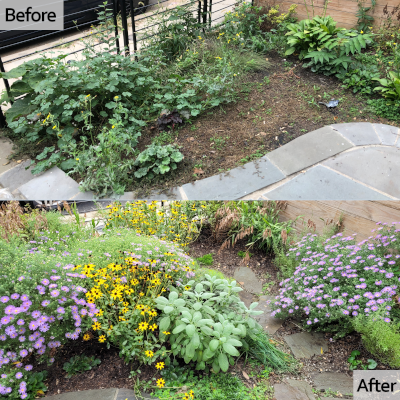 Before: Invasive thicket & Rat's nest. After: Urban oasis & Rat salon.