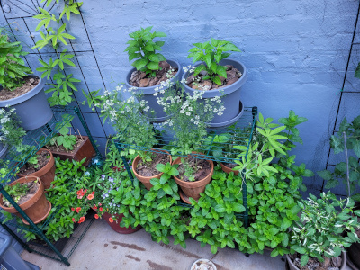 Patio container garden, small but mighty