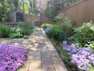 Woodland phlox (Phlox divaricata)