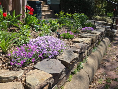 Phlox along a garden wall
