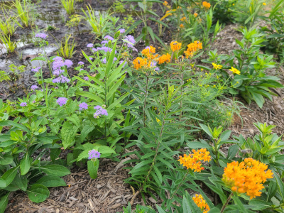 Pollinators along the berm