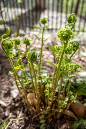 Polystichum acrostichoides