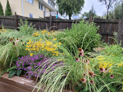 Poolside native garden after rainfall