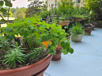 Potted patio garden