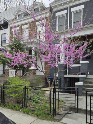 Redbud (Cercis canadensis) putting on a fireworks show in spring