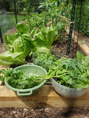 Salad Garden in Silver Spring