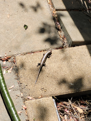 Resident Skink (Plestiodon sp.)