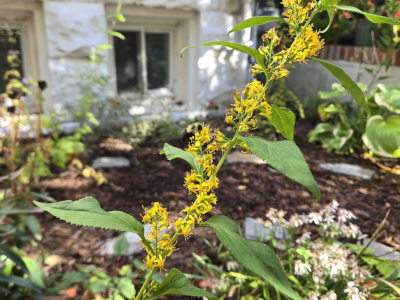 A bee enjoying a Zig-zag Goldenrod (Solidago flexicaulis) in fall