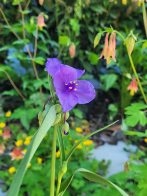 Ohio Spiderwort (Tradescantia ohiensis)