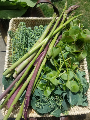 Spring harvest