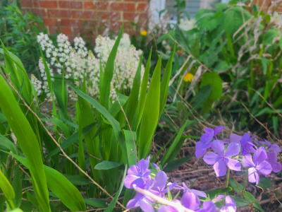 Spring phlox accompanied by foamflower
