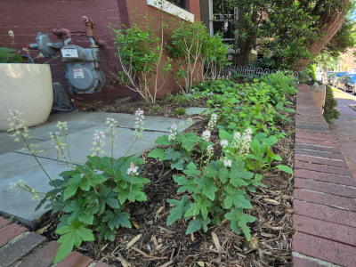 Urban garden in Spring