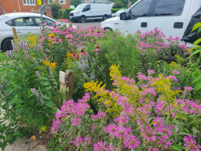 Soft summer garden colors