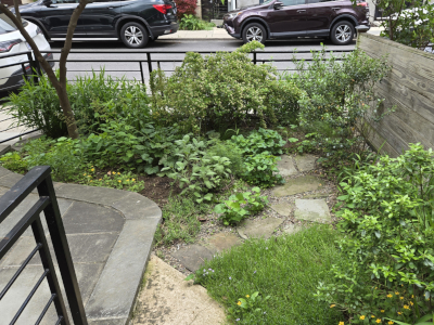 Lush green shade garden at the start of summer