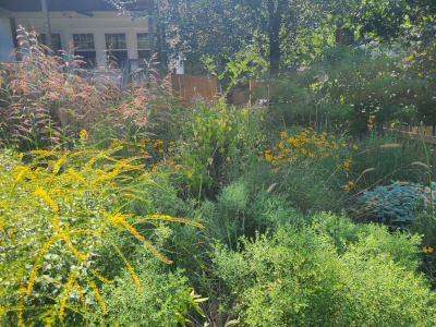 Summer meadow