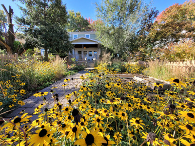 Brown-eyed susan (Rudbeckia fulgida)