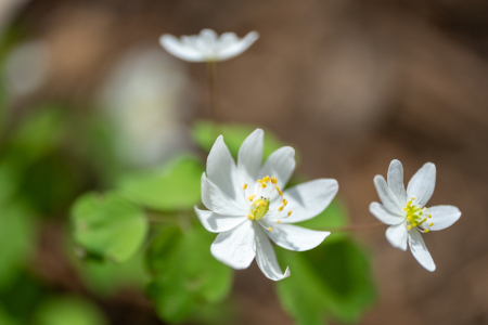 Thalictrum thalictroides