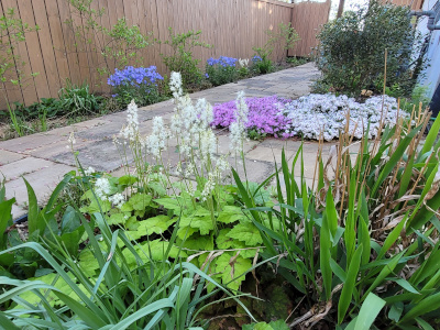 Foamflower (Tiarella cordifolia)