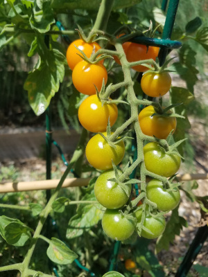 Tomato rainbow