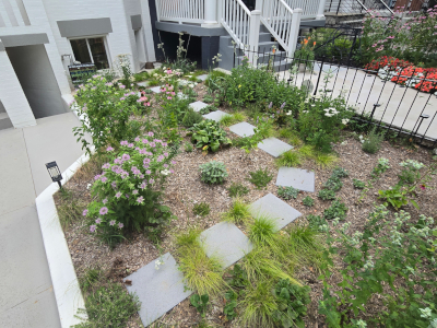 Urban meadow garden