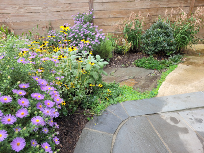 Urban Pollinator Garden