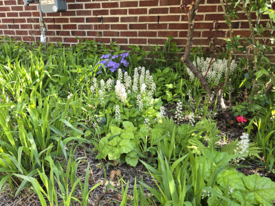 Wild spring woodland
