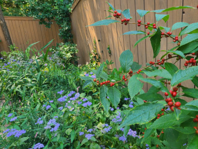 Winterberry (Ilex verticillata)
