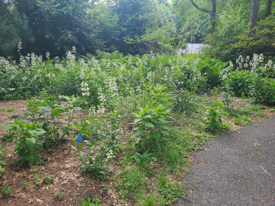Woodland garden with Penstemon popping